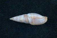 藏品(蛹筆螺)的圖片